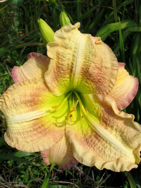 Daylily Varieties | Daylily Photos | HGTV