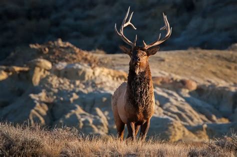 The Wildlife of Banff National Park