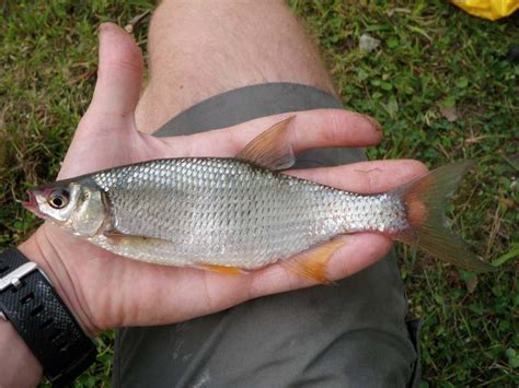 Shiner, Golden MNbowfinangler | www.roughfish.com