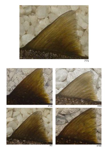 Bull trout identification guide | Oregon Department of Fish & Wildlife