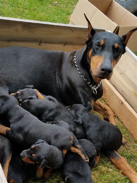 Doberman Pinscher Puppies For Sale | Brownstown Charter Township, MI ...