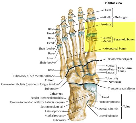 Toe Bones Diagram