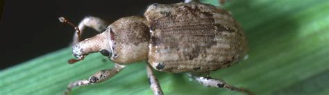 Rice Water Weevil / Rice / Agriculture: Pest Management Guidelines / UC ...