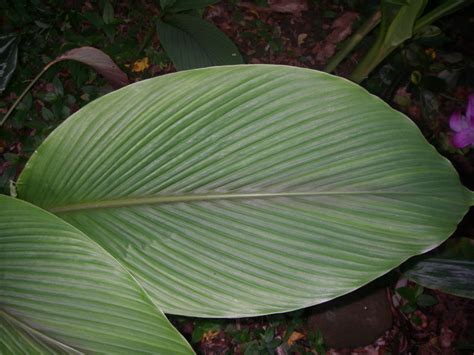 National Tropical Botanical Garden | Curcuma zedoaria - Plant Detail ...