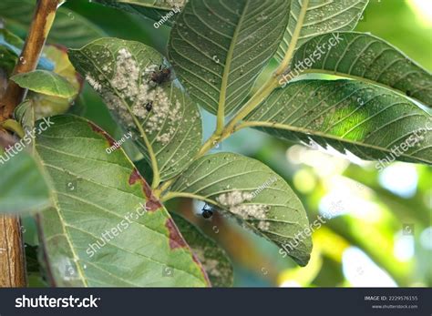 Aphids On Guava Leaves Stock Photo 2229576155 | Shutterstock