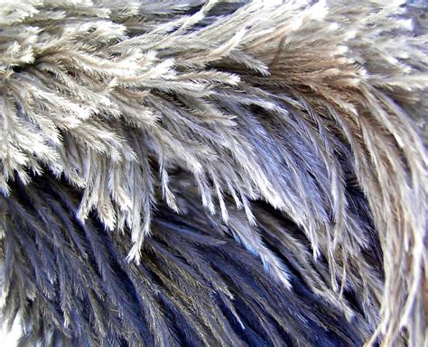 Ostrich Feathers 3 Free Photo Download | FreeImages