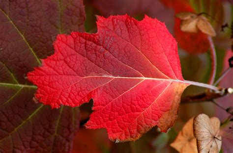 14 Best Shrubs for Fall Color