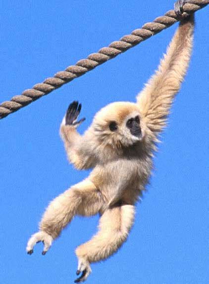 Gibbons - The Most Agile Tree Swingers | Animal Pictures and Facts ...