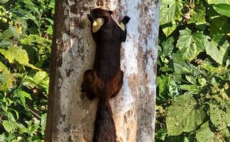 One of world's largest squirrel species found in India: Photo