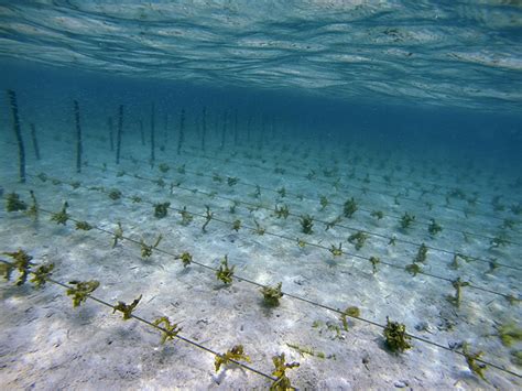 Sustainable Seaweed Farming in Solomon Islands (KSLOF)Living Oceans ...