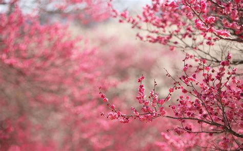 Cherry Blossom Background (68+ images)