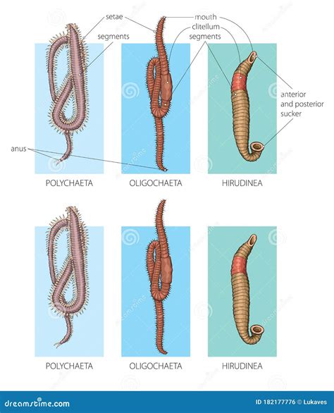 Segmented worms stock vector. Illustration of annelids - 182177776