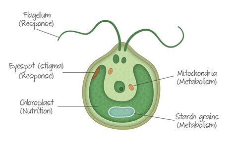 Unicellular Bacteria