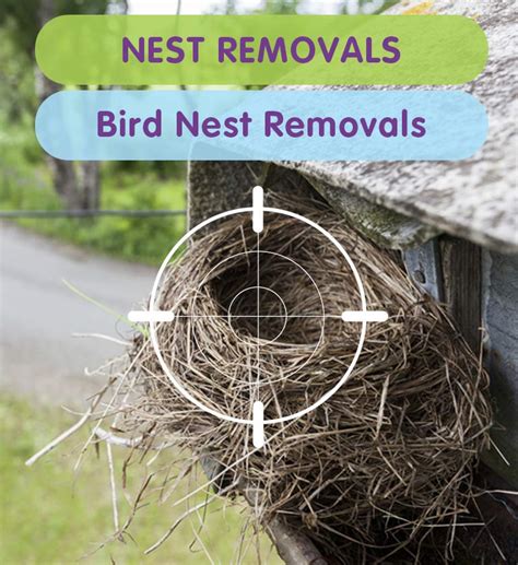 Pest Control Bird Nest Removal | Pest Control