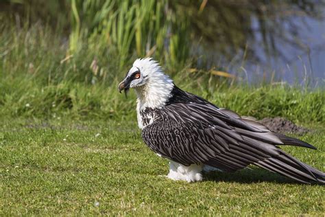 16 of the World's Most Endangered Vulture Species