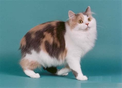 American Curl Calico Cat Breeds - Pets Lovers