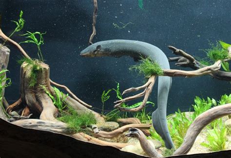 Georgia Aquarium Opens Electric Eel Habitat | Georgia Aquarium