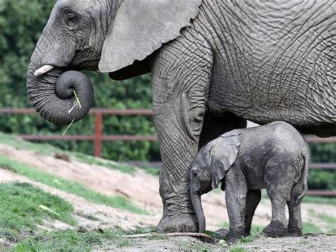 Watch this newborn baby elephant begin to explore the world | Express ...