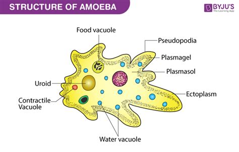 Amoeba - Structure and Classification of Amoeba