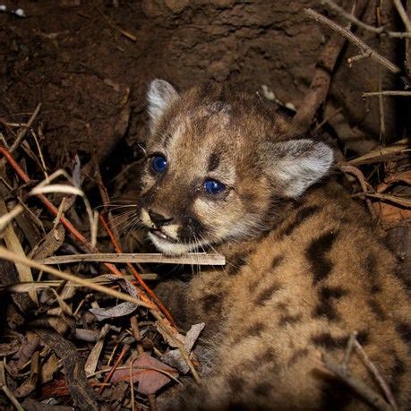 You Need To See These Adorable Mountain Lion Kittens Just Born In L.A.