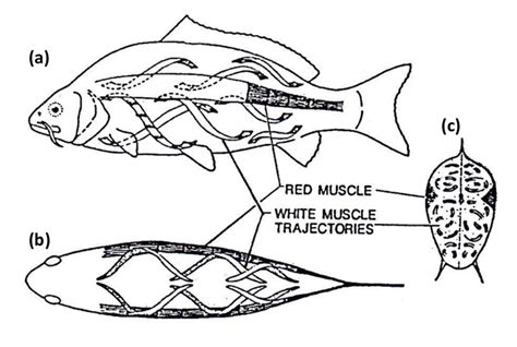 Muscular anatomy of the carp Cyprinus carpio in (a) longitudinal view ...