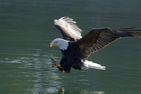 Posterazzi Close Up Of A Bald Eagle Catching A Fish Out Of The Inside ...