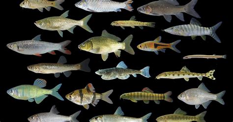 Species New to Science: [Ichthyology • 2018] Phylogenetic ...