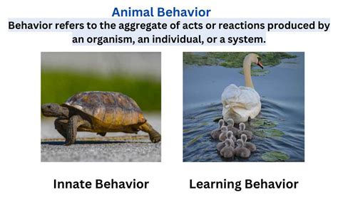 What is Animal Behavior?-Definition and Types