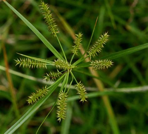 Flora of Zambia: Species information: individual images: Cyperus cyperoides