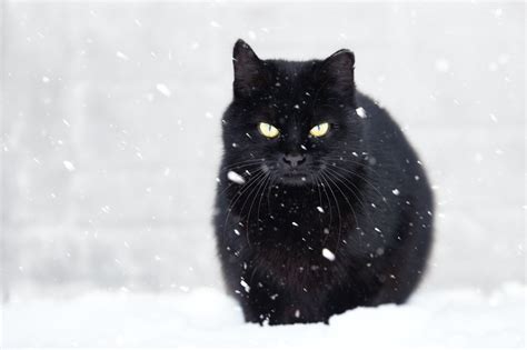 Cat Frozen To The Ground, Barely Alive, Rescued | The Catnip Times