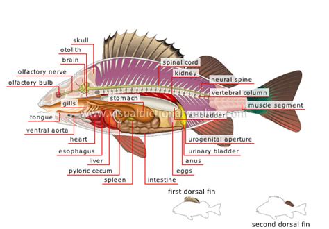 ANIMAL KINGDOM :: FISHES :: BONY FISH :: ANATOMY OF A PERCH image ...