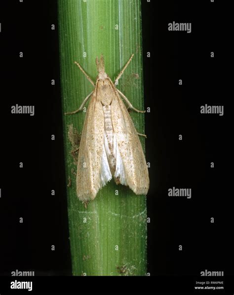 Asiatic stem borer or striped rice stem borer, Chilo suppressalis, moth ...