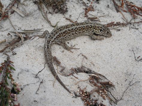 Sand Lizard - British Wildlife Wiki