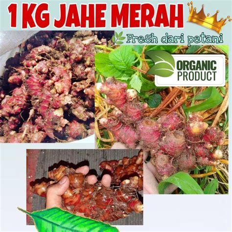 1KG JAHE MERAH / JAHE MERAH TERMURAH / JAHE MERAH MEDAN / JAHE MERAH ...