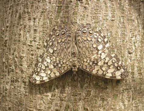 20+ Camouflage Animals That You Have to See to Believe