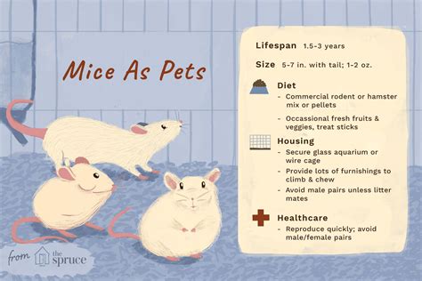 How to Care for a Pet Mouse