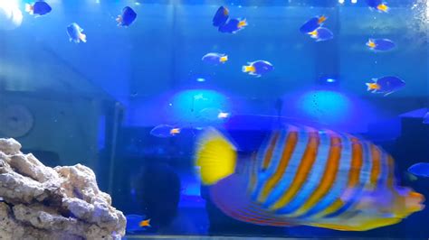 Ikan Hias Air Laut – Jaya Aquarium