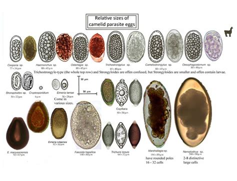 Happy Tails Alpacas - Parasite Identification Charts - Openherd