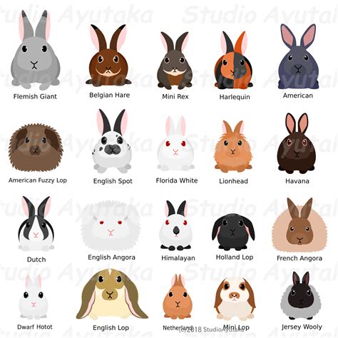 Rabbit Breeds Poster | ubicaciondepersonas.cdmx.gob.mx