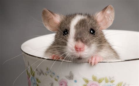 Rat Wallpapers - WallpaperSafari