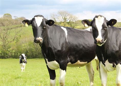 HF Cow Facts (Holstein Friesian), Profile | Asia Farming