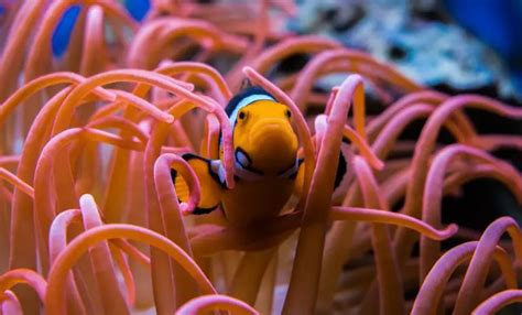 What Do Clownfish Eat? (Complete List of Foods) - AquaticPals