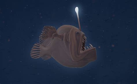 Humpback Anglerfish - Ocean Animals