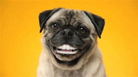 Dog Smile GIF - Find & Share on GIPHY