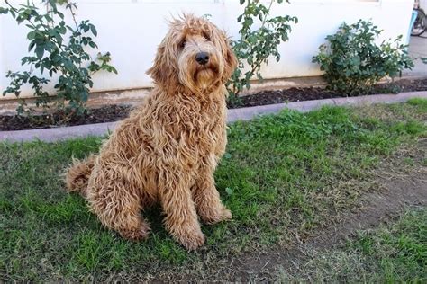 11 Labradoodle Colors, Types & Patterns (With Pictures) | Hepper