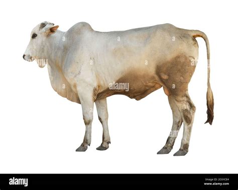 Side view of cow Cut Out Stock Images & Pictures - Alamy