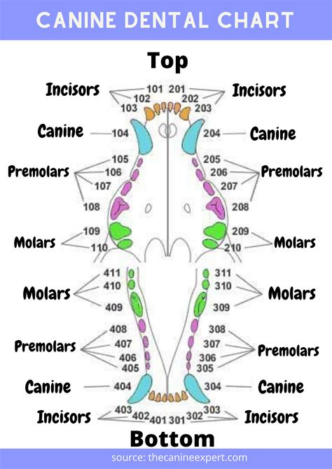 Printable Canine Dental Chart