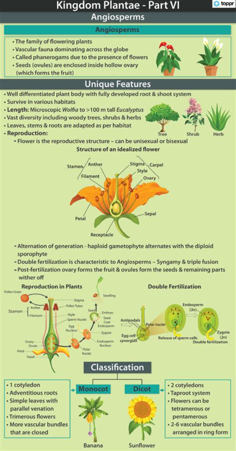 Angiosperms: Features, Classification, Reproduction, Videos, Examples