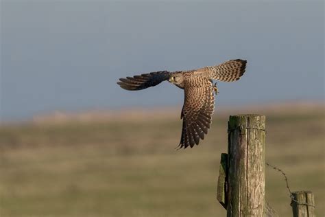 Where can I see the Common Kestrel in the wild