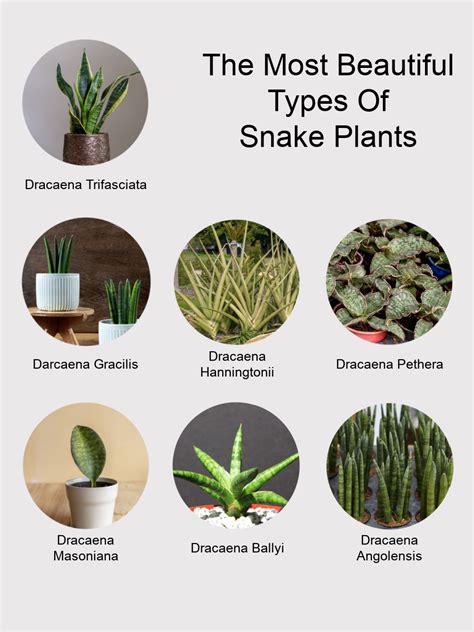 Snake Plant: Benefits, Types, Cautions, And How To Grow, 40% OFF